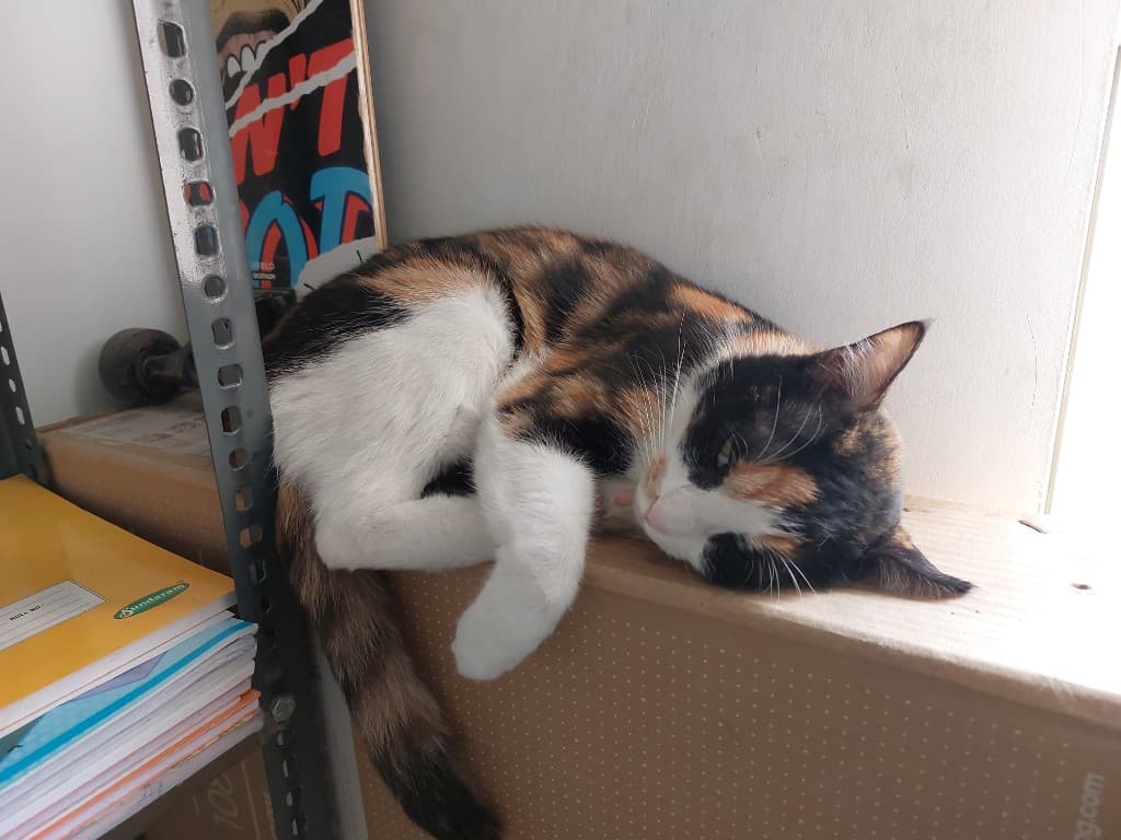 Calico cat resting on a shelf beside notebooks and a skateboard
