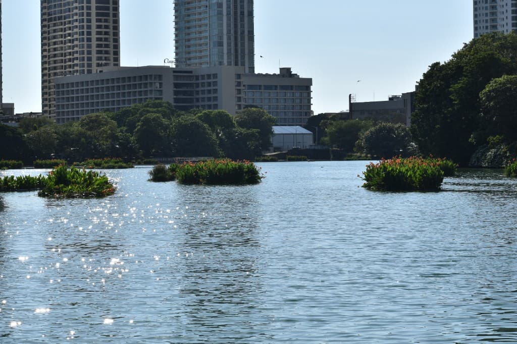 Lake with floating canna lilies and the Cinnamon Lakeside skyline in the distance