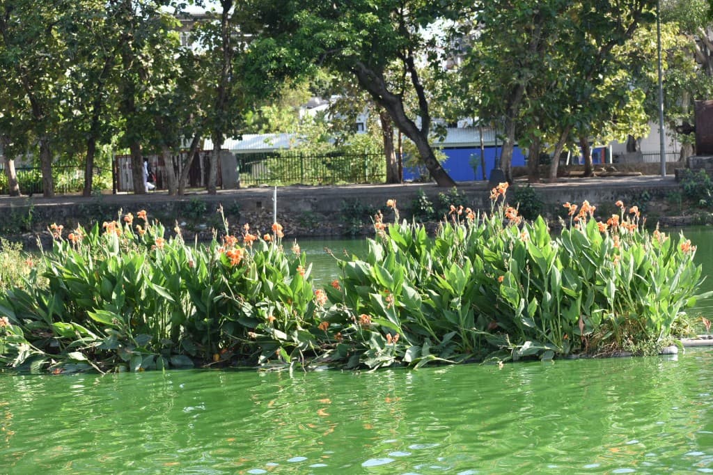 Orange canna lilies growing in a green pond beside a tree-lined embankment
