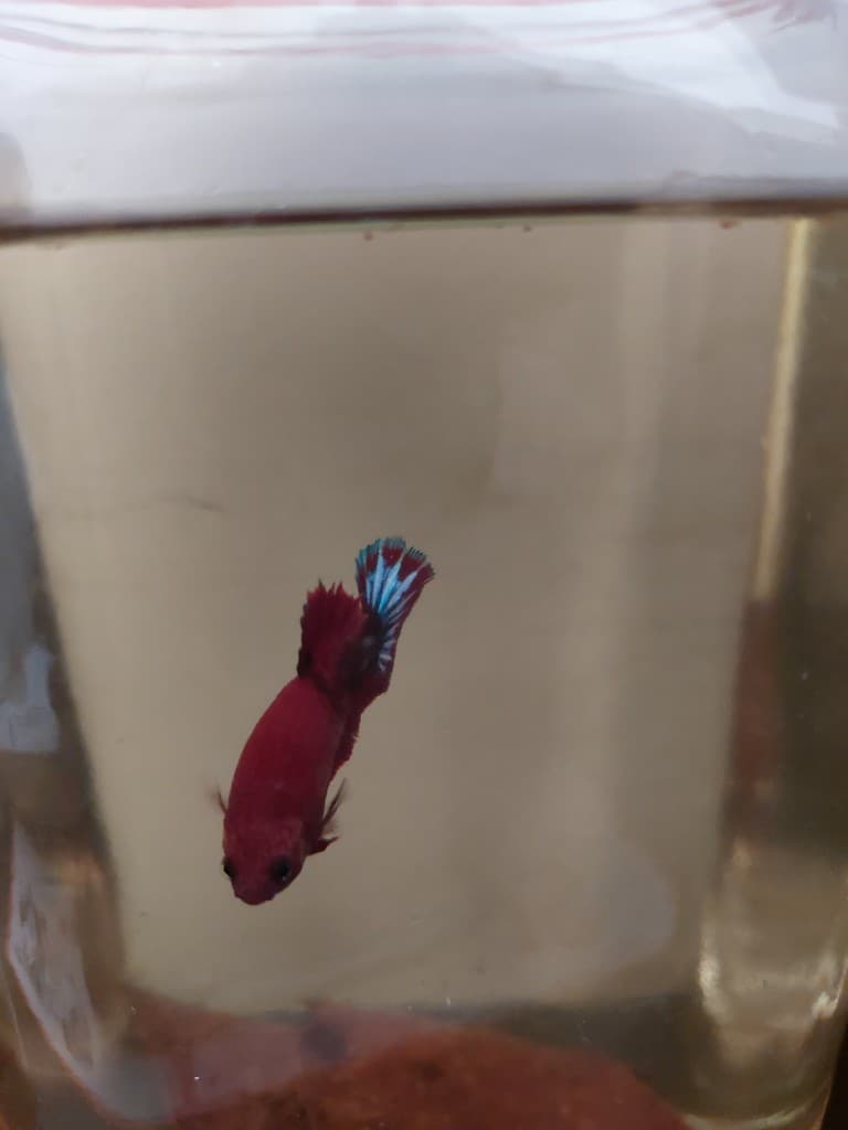 Red betta fish with iridescent blue-striped tail swimming in a glass jar