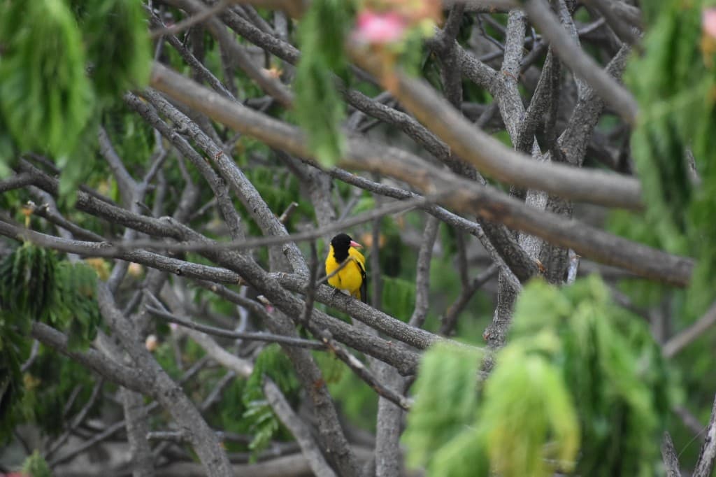 Black-hooded oriole with bright yellow plumage perched on a branch among green leaves