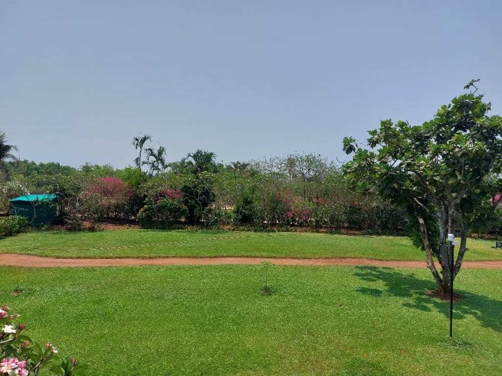 Sunny garden with green lawn, flowering bushes, and palm trees under a clear sky